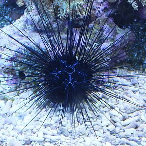 Sea Urchin