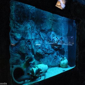 Moray Eel and Lionfish Tank