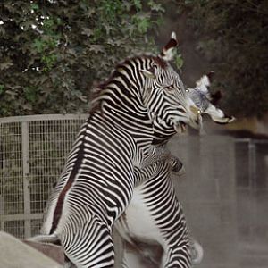 grevys zebras sparring in San Diego