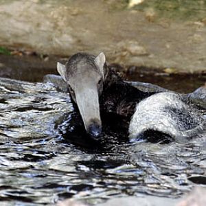 swimming anteater at San Diego