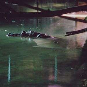 hippo at night, San Diego Zoo