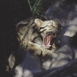 clouded leopard, San Diego Zoo