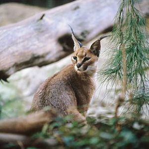 caracal (oddly located in Polar Bear Plunge), San Diego