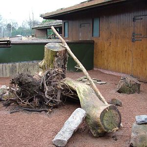 New Banded Mongoose enclsoure at Chester Feb 09
