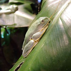 Splendid Leaf Frog at Chester Feb 09