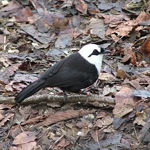 Black-and-White Laughing-Thrush at Chester Feb 09