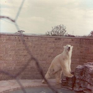 Polar Bear at Chessington Zoo c. 1970s