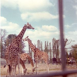 Giraffes at Chessington Zoo c. 1970s