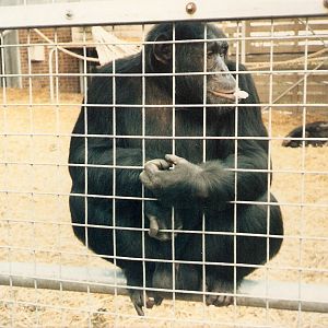 Sinbad and Cressida the Chimpanzees at Chessington Zoo, 23 August 1987