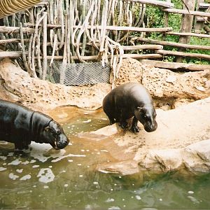 Pygmy Hippos at Aguilas Jungle Park in Tenerife, 29 April 2003
