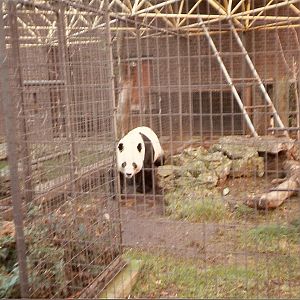 Chia Chia the Giant Panda at London Zoo, 15 February 1987