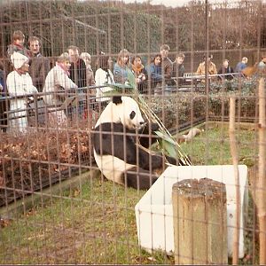 Chia Chia the Giant Panda at London Zoo, 15 February 1987