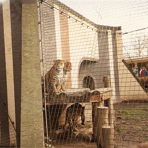 Jaguars at London Zoo, 15 February 1987