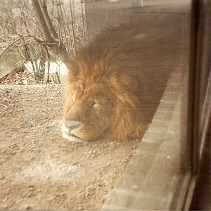 African lion at London Zoo, 15 February 1987