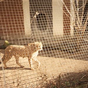 Cheetah at London Zoo, 15 February 1987