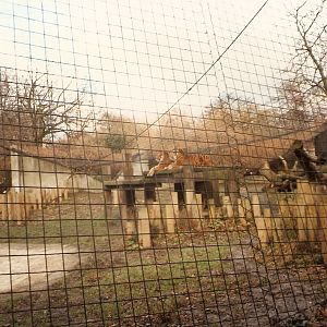 Sumatran tigers at London Zoo, 15 February 1987
