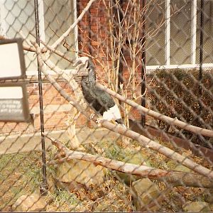 Black and White Casqued Hornbill at London Zoo, 15 February 1987