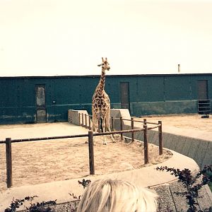 Giraffes at Blackpool Zoo, 25 May 1987