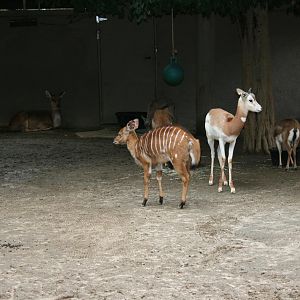 Nursery Kraal 2-8-09