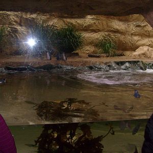 Sydney Aquarium 13/02/09