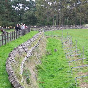 Asian Elephant enclosure fencing
