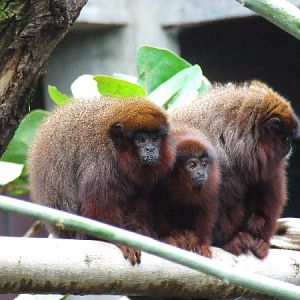 Red Titi Monkey Family, Clore Rainforest Lookout