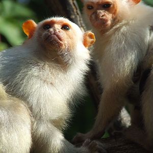 Silvery Marmosets