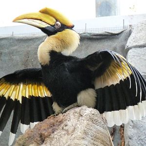Great Indian Hornbill