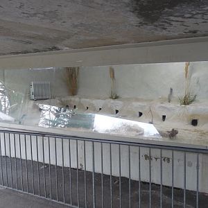 Little Blue Penguin Exhibit