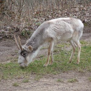 The last saiga