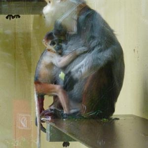 Douc langur mother with young