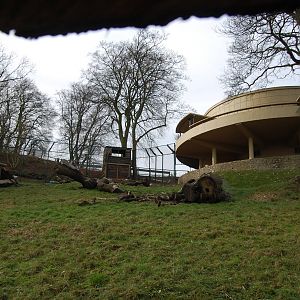 New Lion exhibit at Dudley zoo