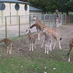 Giraffe Herd