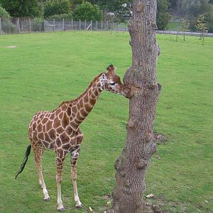 Giraffe