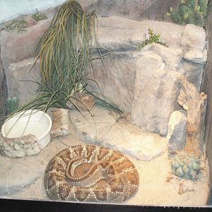 diamond backed rattel snake