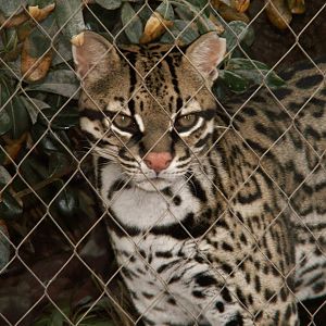 ocelot