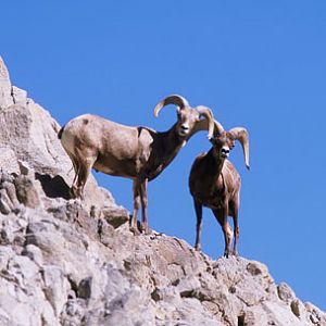 bighorn sheep at The Living Desert