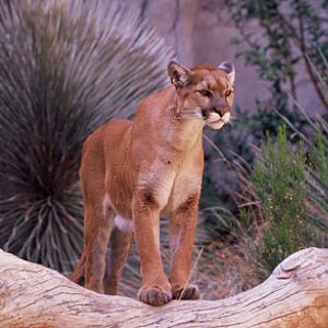 puma at The Living Desert