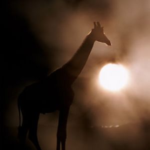 giraffe at sunset, The Living Desert