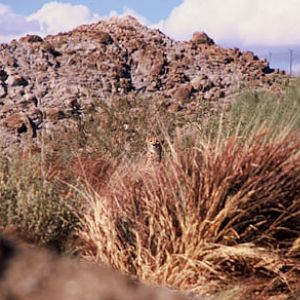 Can you find the cheetah?