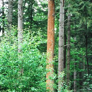 puma at Northwest Trek