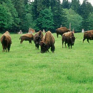 bison at Northwest Trek