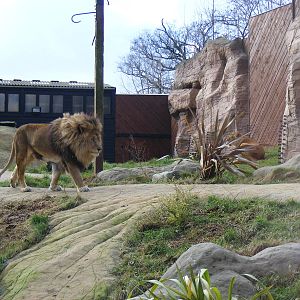 Subu and Leoni the African Lions in Lion Rock exhibit at Colchester Zoo, 13