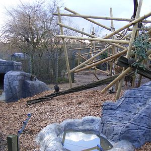 Mandrill enclosure at Colchester Zoo, 13 February 2009