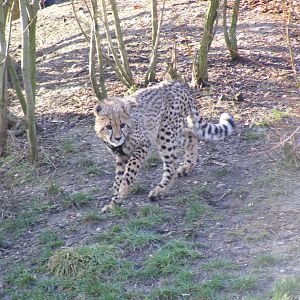 Katavi the cheetah cub in Cheetah Country exhibit at Colchester Zoo, 13 Feb