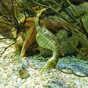 Sealife Breeding Centre