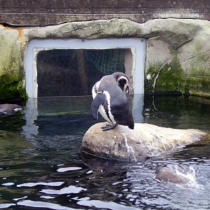 Penguin Sanctuary