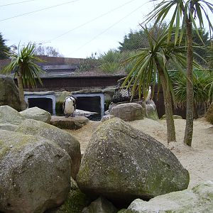 Penguin Sanctuary