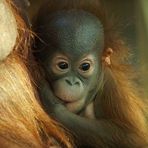 Baby orangutan - Barcelona Zoo
