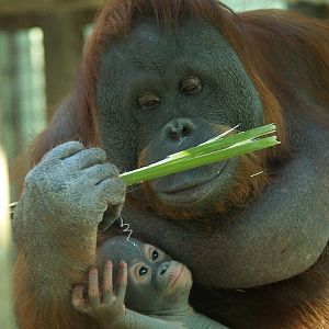 Baby orangutan - Barcelona Zoo